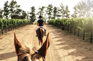 Explore the Franschhoek vineyards on horseback
