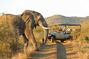 Track Madikwe's wildlife on a game drive