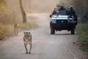 Track the Kruger's wildlife on a game drive