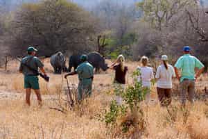 Spot the smaller wildlife on a Kruger bush walk