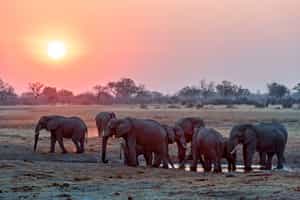 Witness huge herds of Elephants in Linyanti 