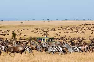 Follow the Wildebeest Migration in the Serengeti