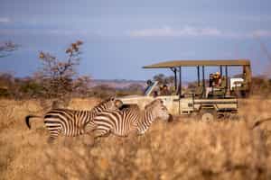 Track Tarangire's wildlife on a game drive