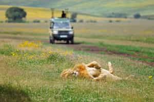 Descend into the Ngorongoro Crater on a game drive