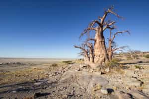 Stand under the giant Baobabs of Kubu Island