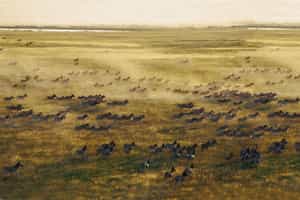 Follow the Zebra migration herds in Makgadikgadi