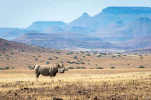 Spot the endangered Black Rhino in Damaraland