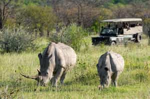Spot the Black and White Rhino in Etosha