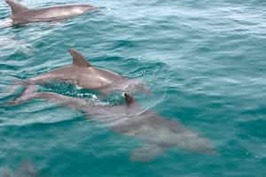 Search for whales and dolphins in Benguerra Island