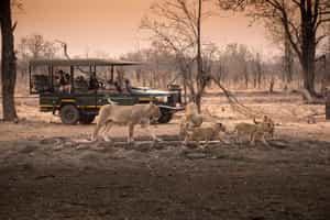 Track the Zambezi's wildlife on a game drive