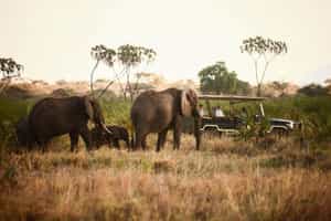 Track Samburu's wildlife on a game drive