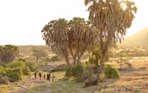 Spot wildlife on a Samburu bush walk