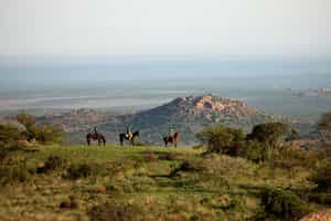 Ride amongst Laikipia's wildlife on horseback
