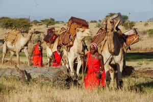 Go on a camel safari in Laikipia 