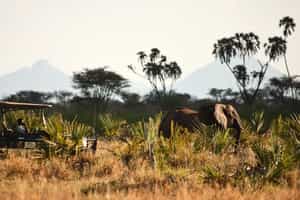 Track Meru's wildlife on a game drive