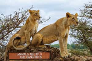 Go on a game drive in Nairobi National Park