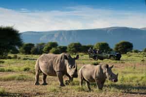Track the Waterberg's wildlife on a game drive