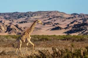 Go on a game drive along Skeleton Coast