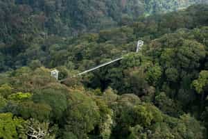 Explore Nyungwe Forest from treetop walkways