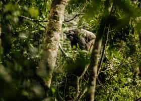 Spot Chimpanzees on a trek through Nyungwe Forest