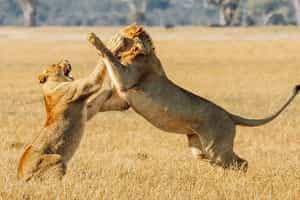 Hwange National Park