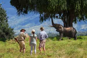Go on a guided walking safari in Mana Pools