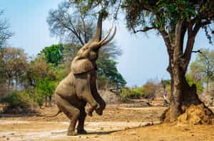 Watch elephants reaching for the Ana trees
