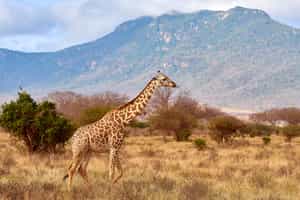 Tsavo National Park