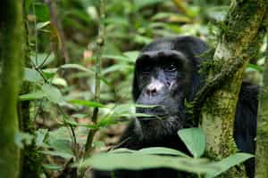 Track and habituate chimps with a local in Kibale
