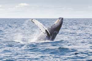 Go whale spotting in Reunion Island