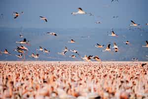 Spot spectacular birdlife in Lake Nakuru