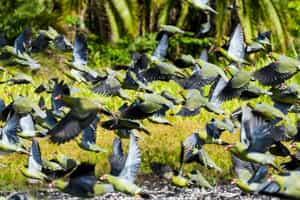 Odzala-Kokoua National Park