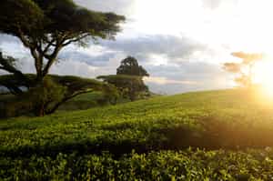 Mulanje & the Highlands