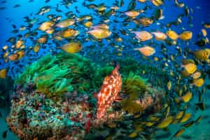 Snorkel in the azure waters of Ponta Do Ouro