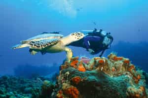 Scuba dive among Watamu's reefs and marine life