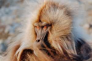 Search for the impressive Gelada Baboons