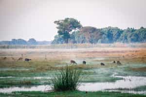 Kasanka National Park