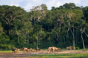 Watch rare forest animals meet at Dzanga bai