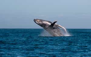 Enjoy a whale-spotting cruise near Manafiafy