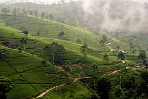 Nuwara Eliya