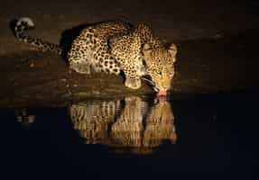 Spot nocturnal wildlife in Masai Conservancies