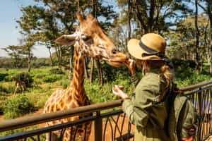 Meet the residents of the giraffe centre, Nairobi