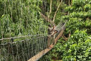 Explore Lake Manyara's forest on treetop walkways