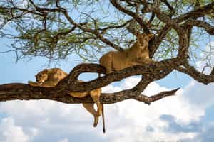 Spot the tree climbing lions of Lake Manyara