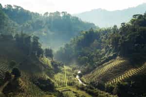 Hike through the rural countryside in Chiang Rai
