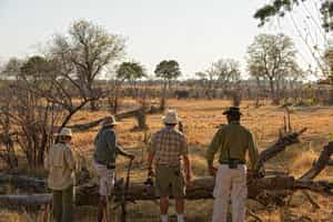 Spot wildlife on a Linyanti bush walk