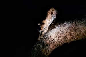 Spot wildlife on a night game drive in Linyanti