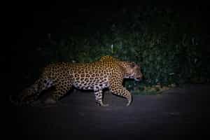 Search for the famous Big Five in the Kruger