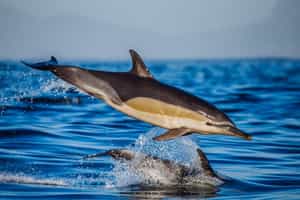 Spot marine life on a cruise in Plettenberg Bay