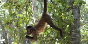 Visit the primate sanctuary in Plettenberg Bay